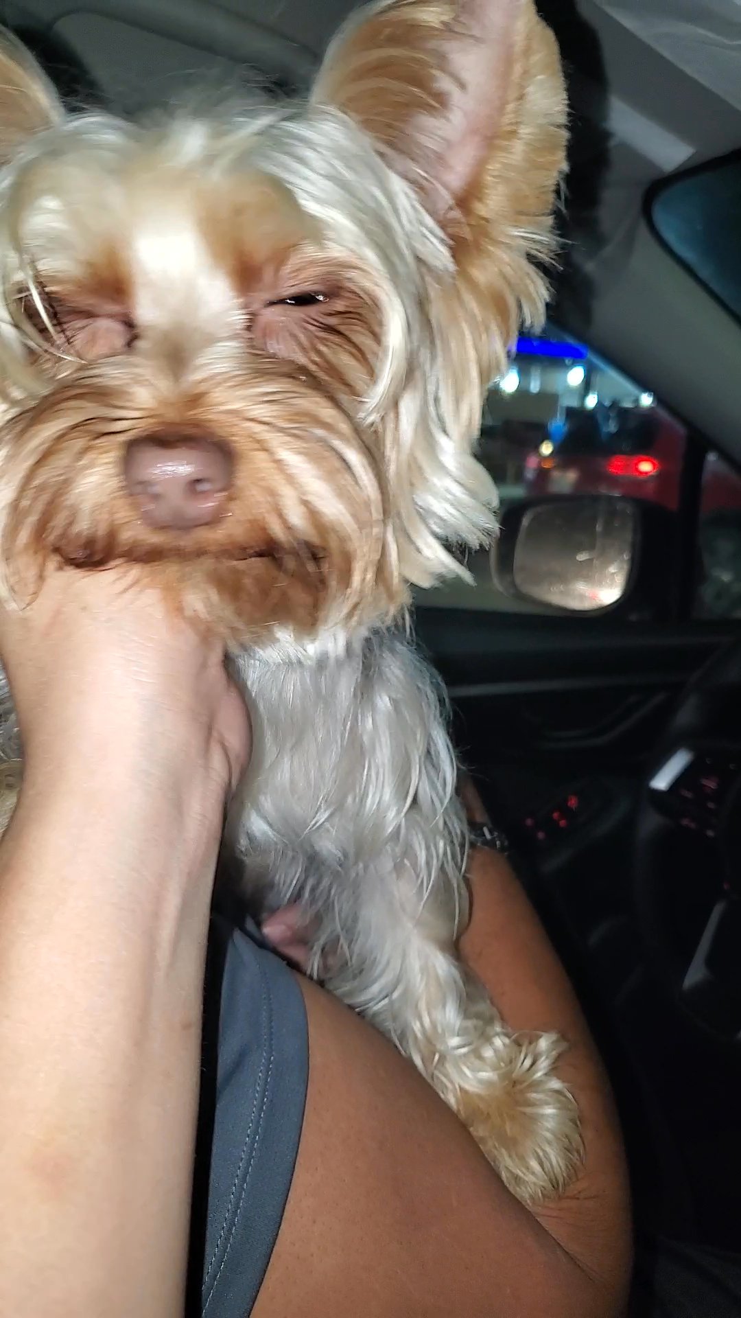 *Homed* Chip (chocolate blonde Yorkie) in Pearland, Texas
