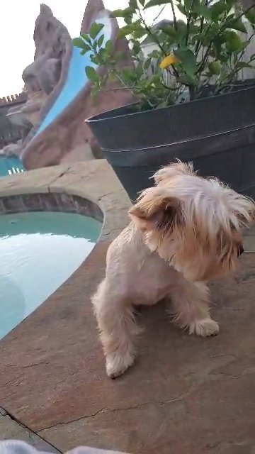 *Homed*  Oso Sable Blonde Yorkie in Pearland, Texas