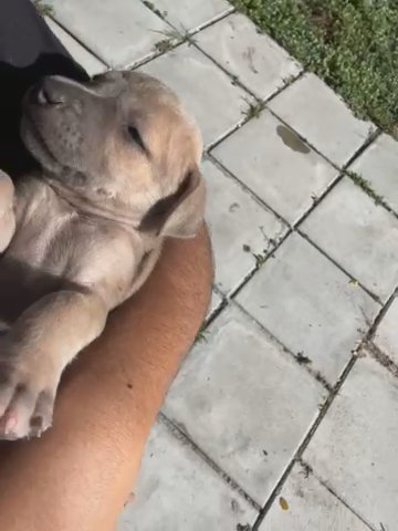 Golden Retiver in Miami, Florida
