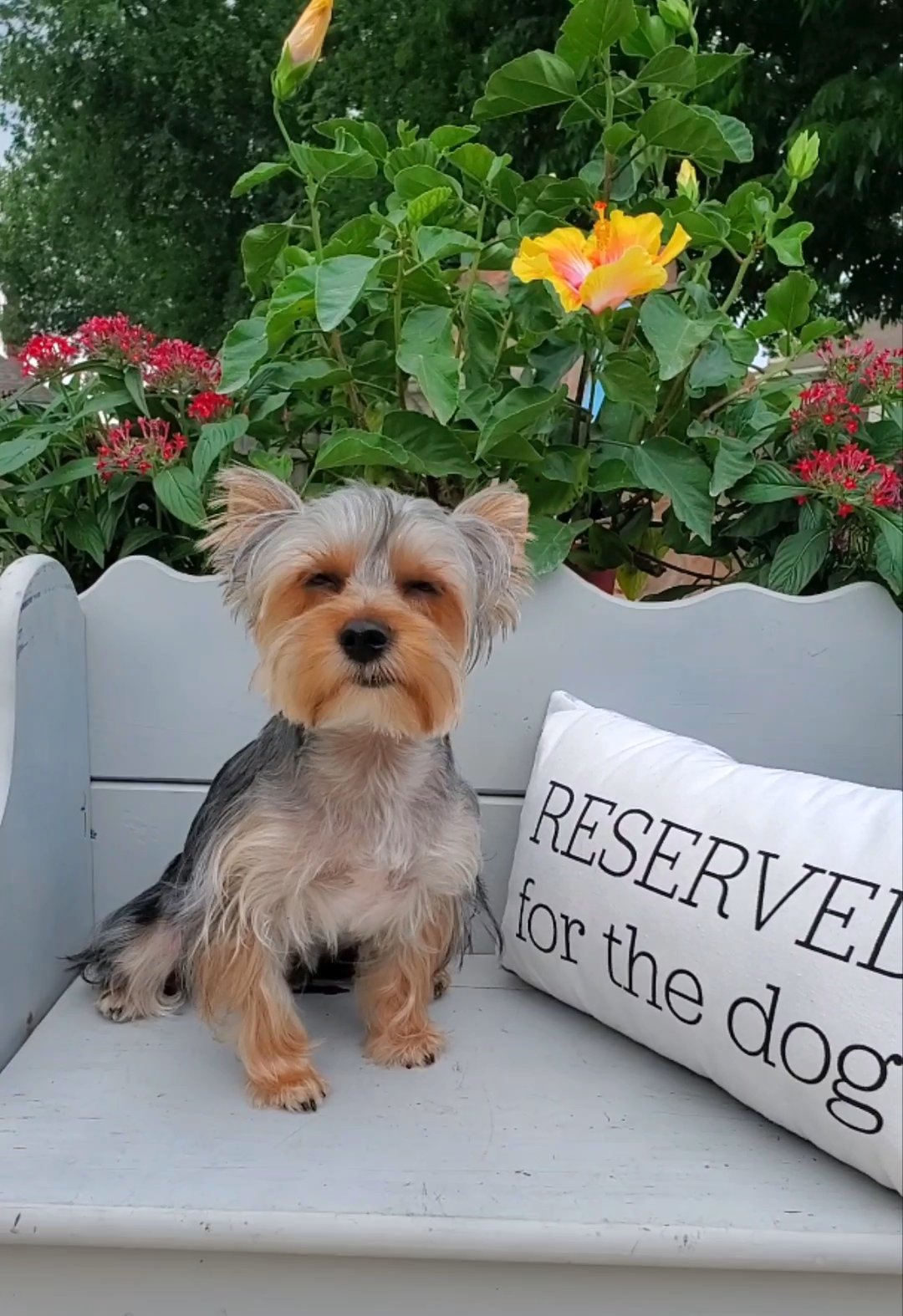 *Homed* Traditional Yorkie in Pearland, Texas