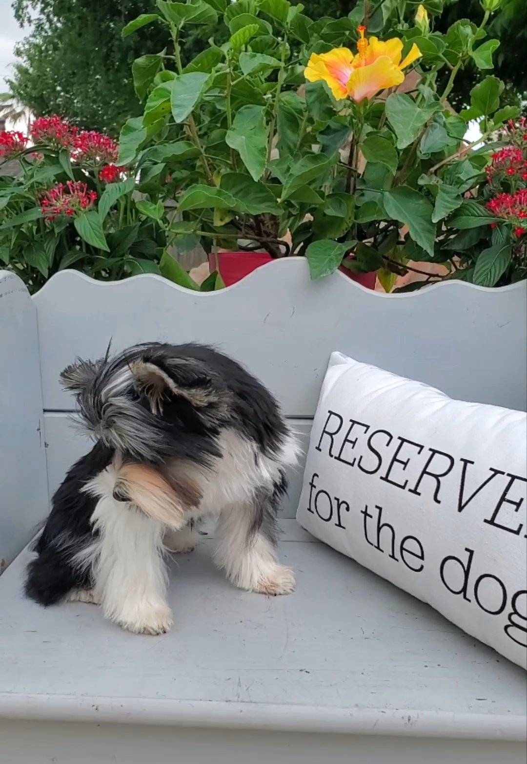 *Homed* Parti Yorkie in Pearland, Texas