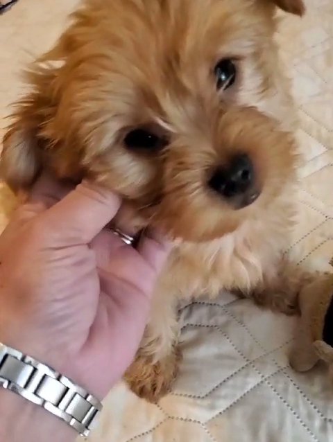 *Homed* Oso Sable Blonde Yorkie (see also his more recent listing) in Pearland, Texas