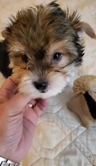 *Homed* Parti Yorkie in Pearland, Texas