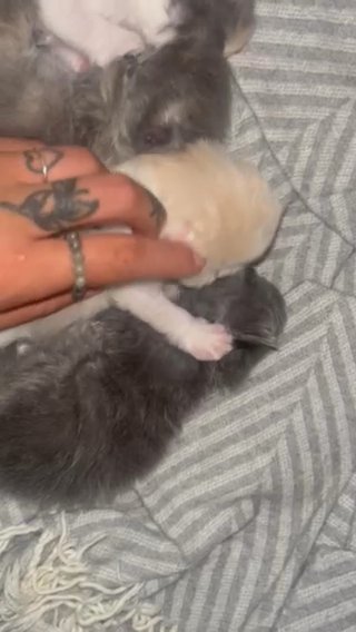 Persian Siamese Long haired (Bi Color tortie/ Grey/ Pastel Calico Tortie) in Mesa, Arizona