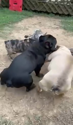 Merle Frenchie Puppies (SOLD) in Albemarle, North Carolina