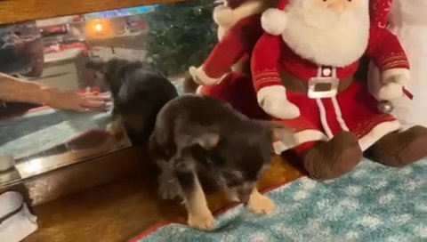 Tiny Chorkie Female ? Reserved ? in Archdale, North Carolina