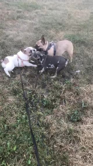 Pied 2yr Old Female in Albemarle, North Carolina