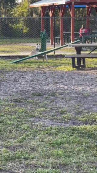 Pomsky Gen F2B in Tampa, Florida