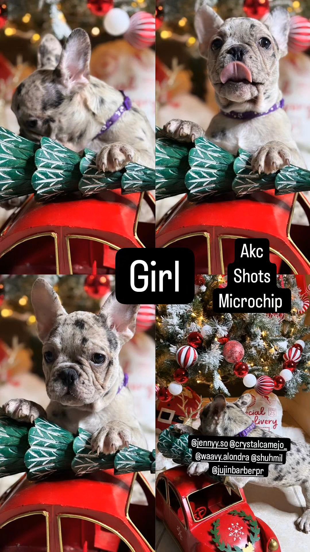 girl French Bulldog Puppies in Deltona, Florida