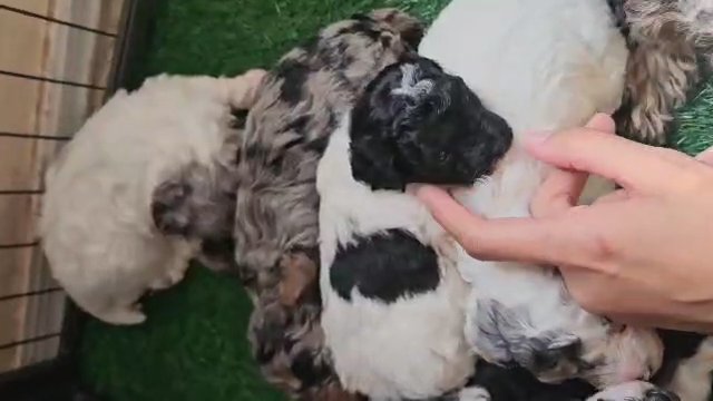 Blue Merle Parti Toy Poodle Female in Coolidge, Arizona
