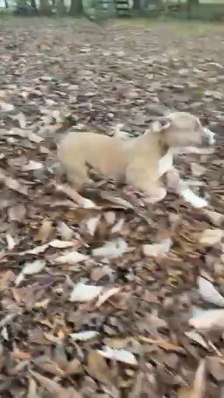 Female American Bully Puppy in Washington, District of Columbia