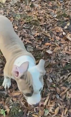 Male American Bully Puppy in Washington, District of Columbia