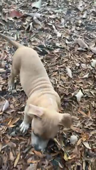 Male American Bully Puppy in Washington, District of Columbia