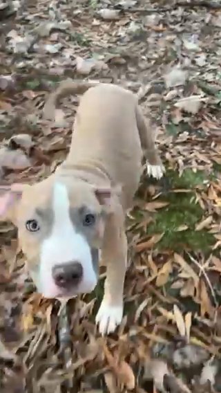 Male American Bully Puppy in Washington, District of Columbia