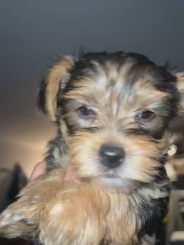 Max- Male Partie Yorkie Est. Weight 5- 7 Lbs. This Little Guy Has A Rambunctious outgoing And Loving Personality. He Will Make Such an Amazing Companion For The Right Person. Dewormed✅ Vaccinated✅ Vet Health Checked✅ in Tacoma, Washington