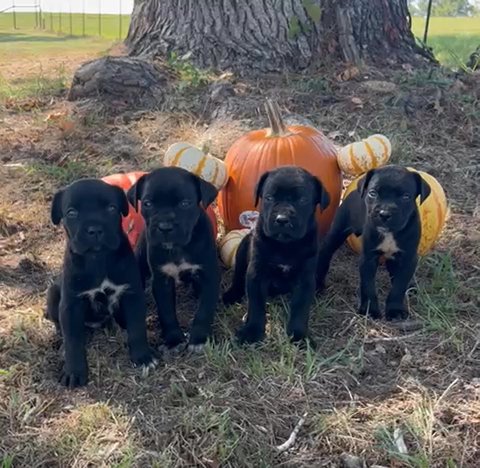 Cane Corso Puppies in Dallas, Texas