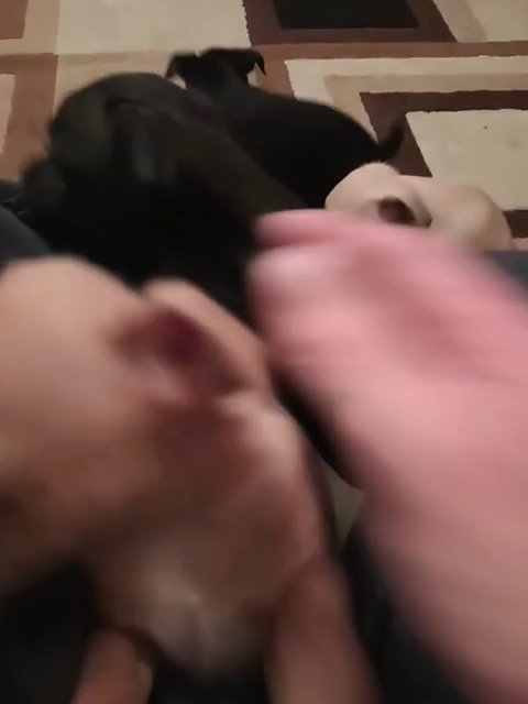 puppies for sale in Sacramento, California