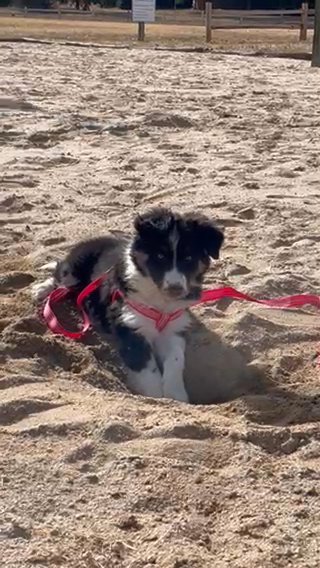 Border Collie Puppy in Cape Coral, Florida