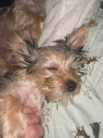 Jewels - 12 Weeks Old Ready For Her Forever Home in Tacoma, Washington
