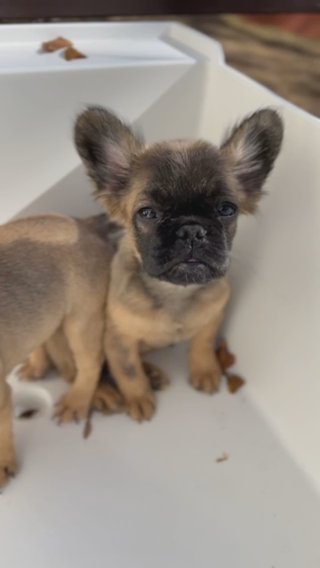 FLUFFY FRENCHIE in Charlotte, North Carolina