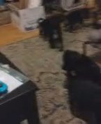 German shepherd puppies for sale in Indianapolis, Indiana