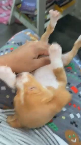Puppies Need A Home ?? in Charlotte, North Carolina