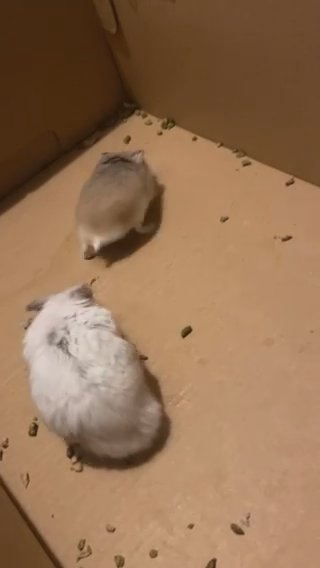 Two Hampster For Sale in Phoenix, Arizona