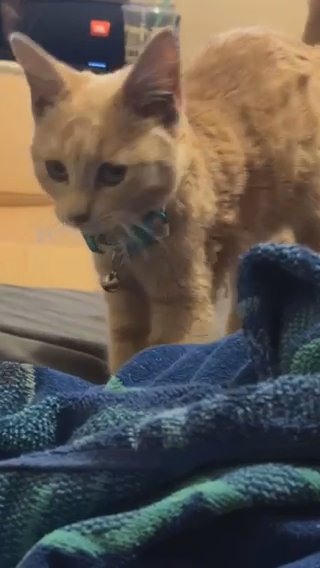 Cat For Sale in Phoenix, Arizona