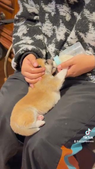 Japanese Akita Inu in Fayetteville, Arkansas