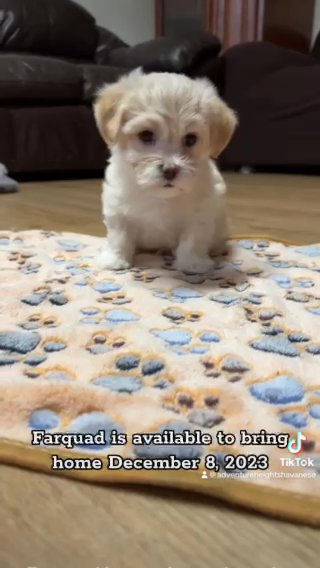 SOLD!!— Farquad — The Light Golden Havanese Male With White Markings in Spanish Fork, Utah