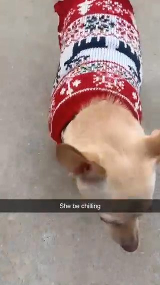 Puppy in Woodridge, Illinois