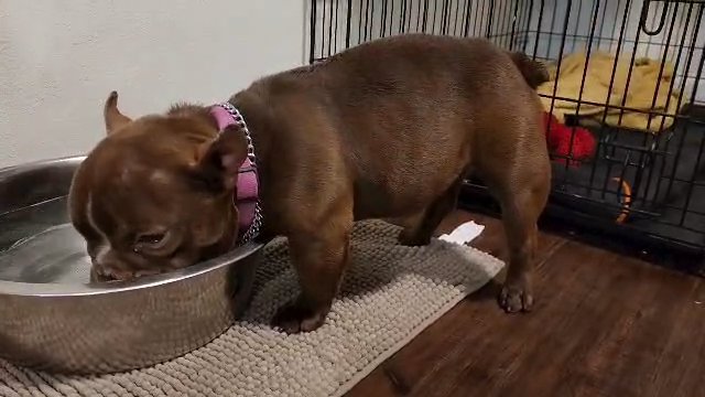 nano bully in Colorado Springs, Colorado