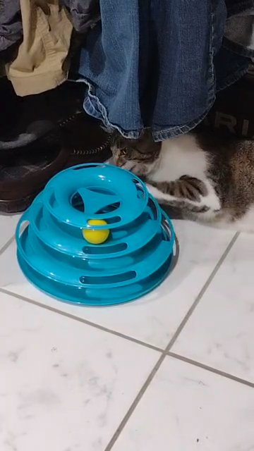 Ahab the tabby cat in Columbus, Ohio