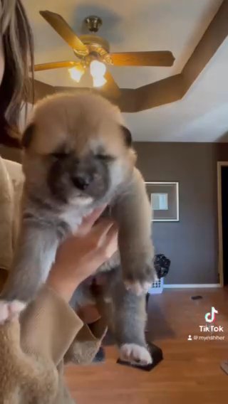 Red And Brindle Japanese Akita Inu in Fayetteville, Arkansas