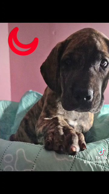 Pawfect Great Dane in Lexington, North Carolina