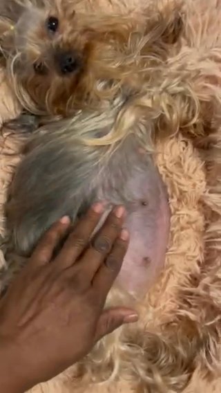 2 Upcoming Litters Of Beautiful Yorkies in Middletown, Delaware