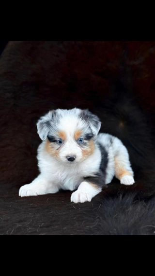 Australian Shepherd in Atlanta, Georgia