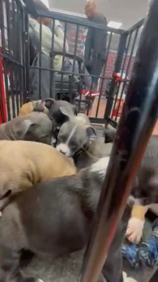 American Bully Puppies For Sale in Sicklerville, New Jersey