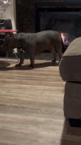 American Bully in Seattle, Washington