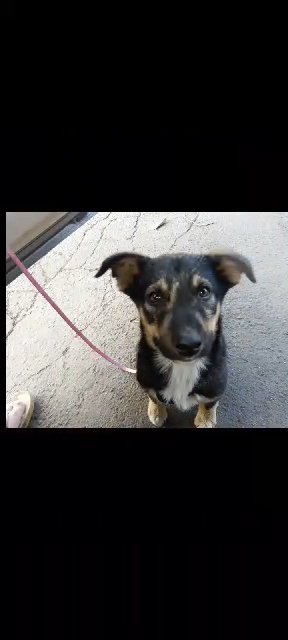 Simba the Shepsky in Modesto, California