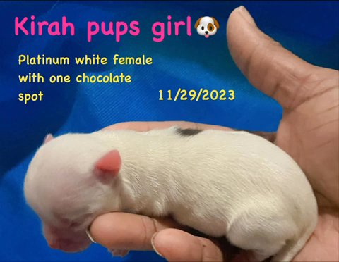 Platinum White With One Chocolate Spot in Albany, New York