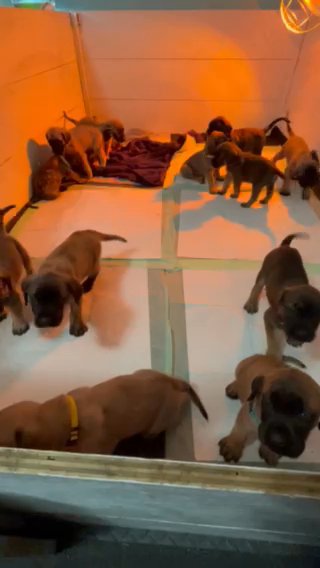 English Mastiff Puppies in Rutland, Vermont