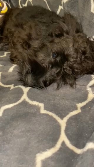 Mini Schnauzer in Olympia, Washington