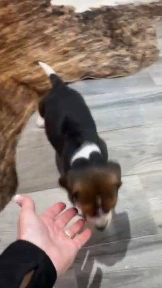 Dasher in Springfield, Missouri