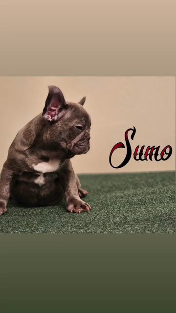 Sumo in Harlingen, Texas