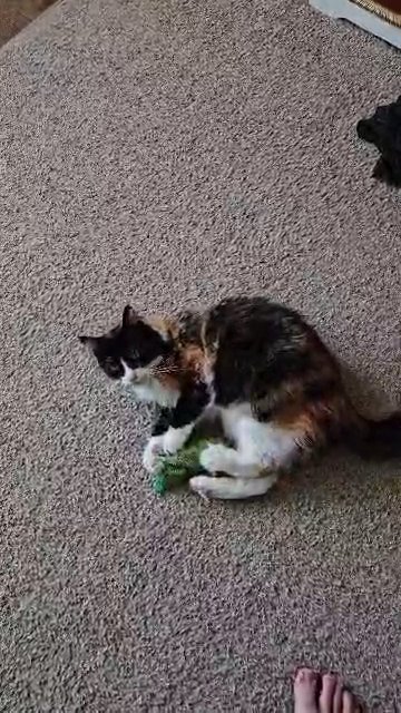 calico kitten 9 months tuxedo pattern Calico in West Bend, Wisconsin