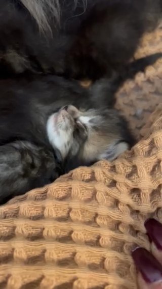 Maine Coon in Taunton, Massachusetts