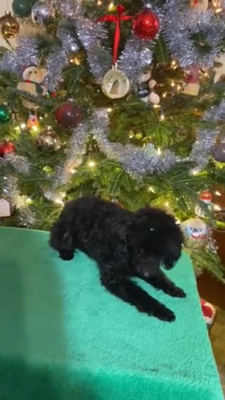 Toy Poodle Puppy in Winston-Salem, North Carolina