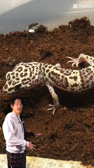 2 Mack Snow Leopard Geckos (PRICE NEGOTIABLE) in Lutz, Florida