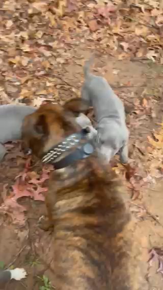 American Staffordshire Terrier For Sale in Decatur, Georgia